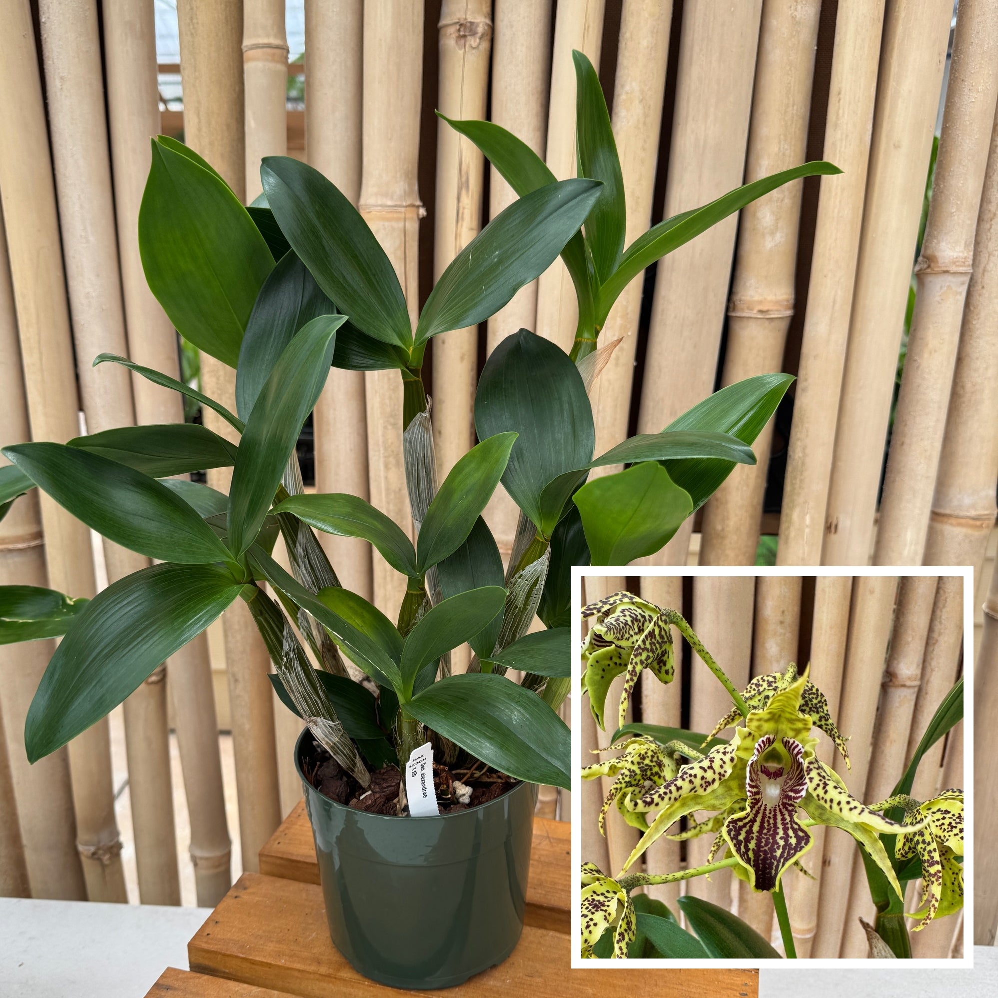 Den. alexandrae x sib (5.5
