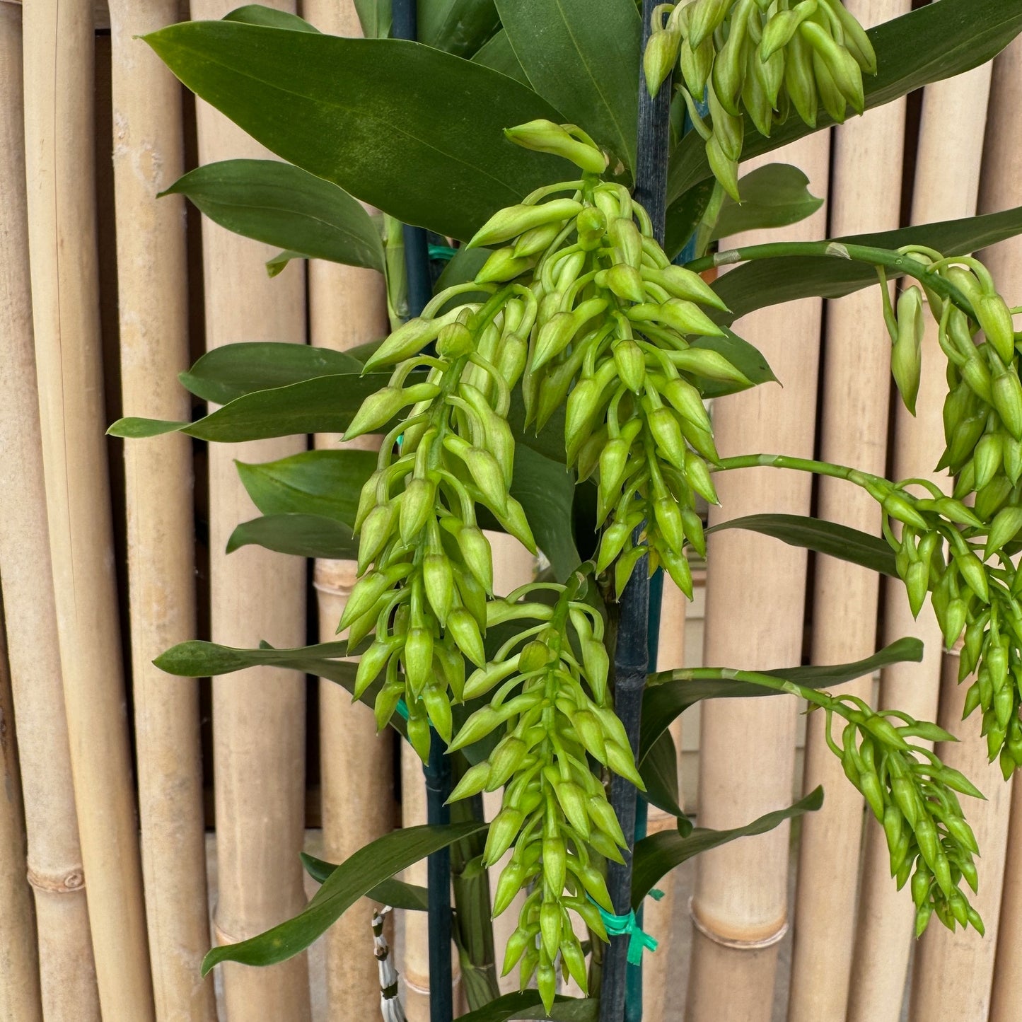 Dendrobium amethystoglossum (5.5" Pot) - Buds