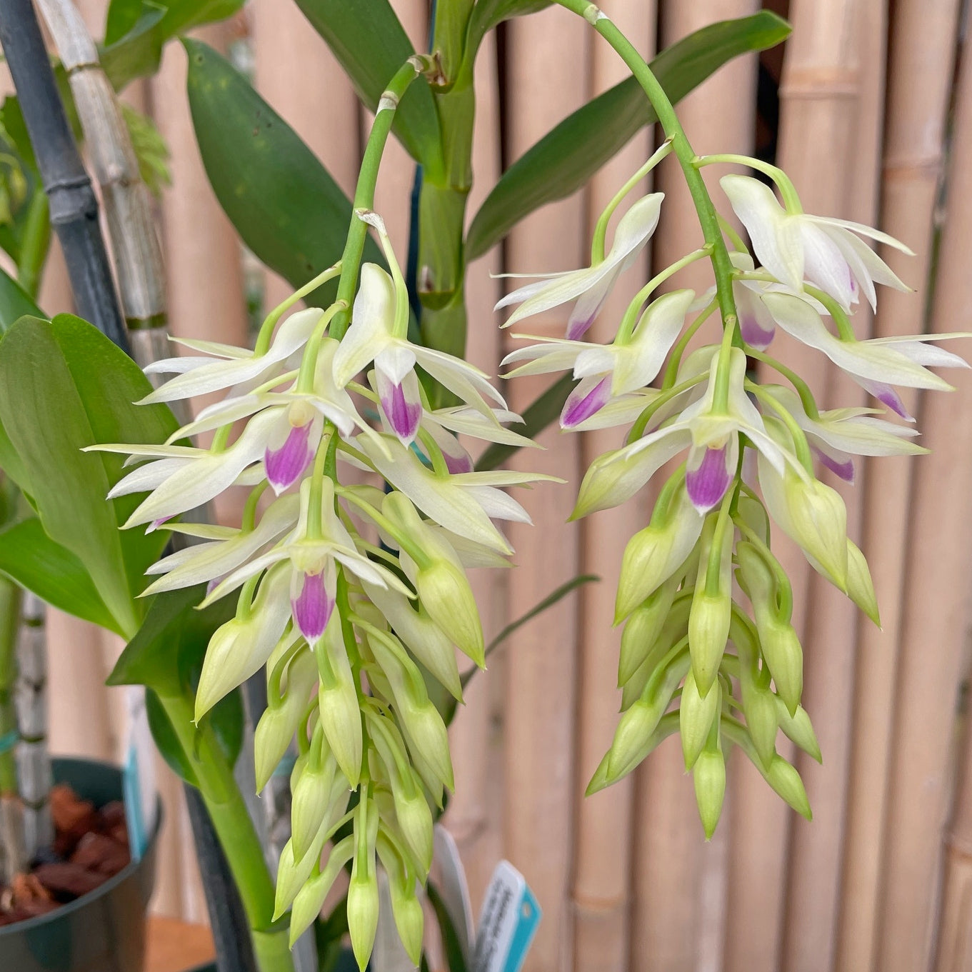 Dendrobium amethystoglossum (5.5" Pot) - Buds
