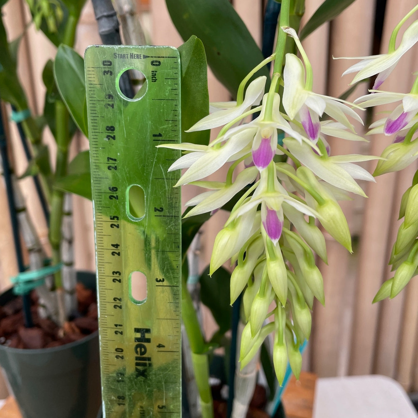 Dendrobium amethystoglossum (5.5" Pot) - Buds