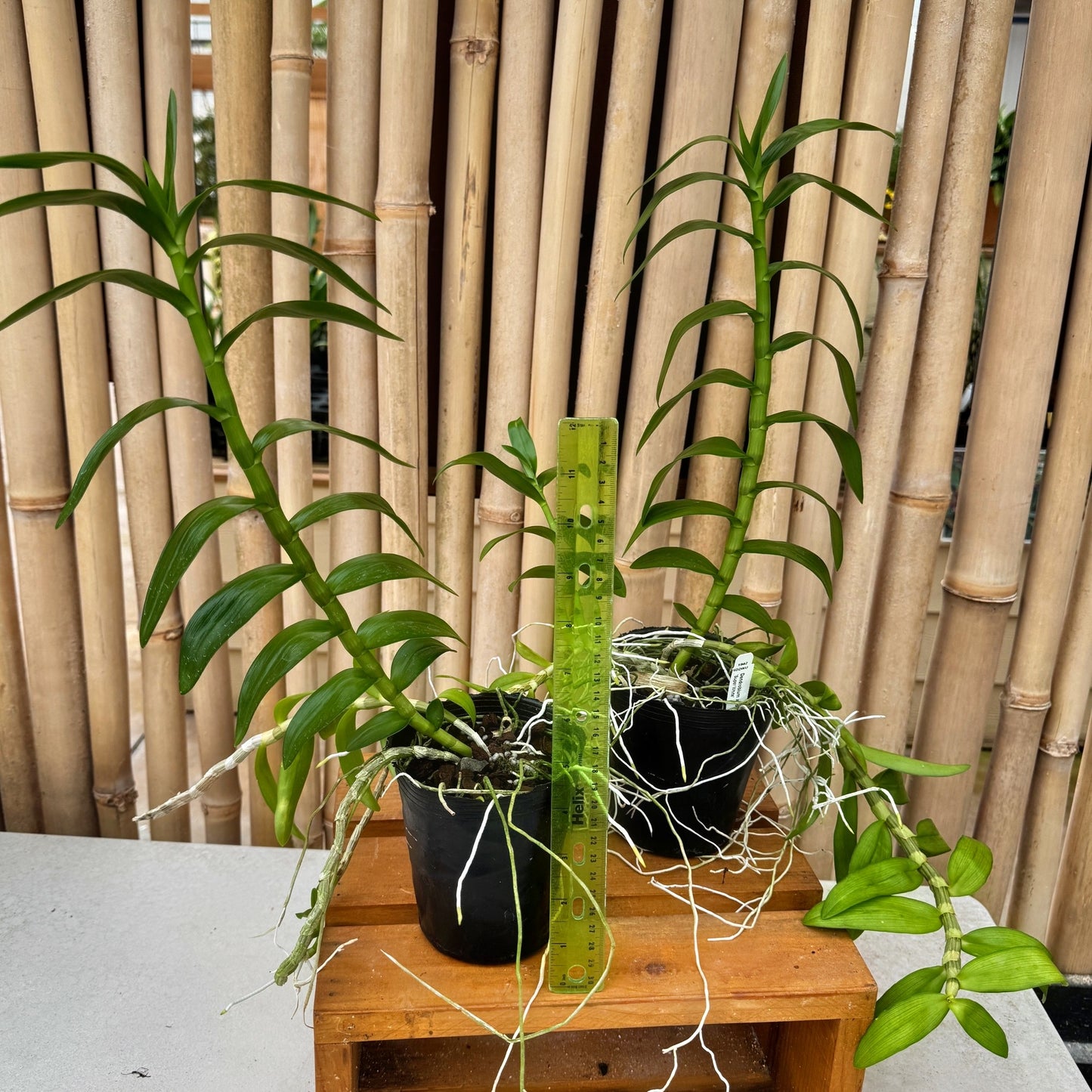 Dendrobium anosmum 'Super White' (Hono Hono) - Not Blooming