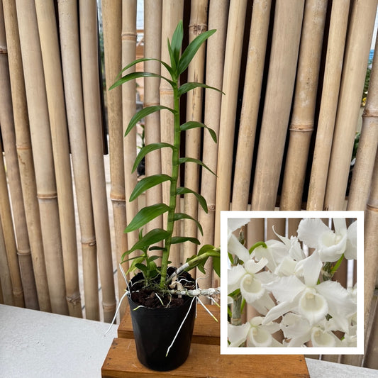 Dendrobium anosmum 'Super White' (Hono Hono) - Not Blooming