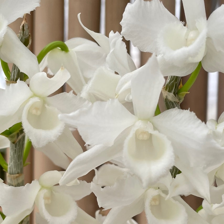 Dendrobium anosmum 'Super White' (Hono Hono) - Not Blooming