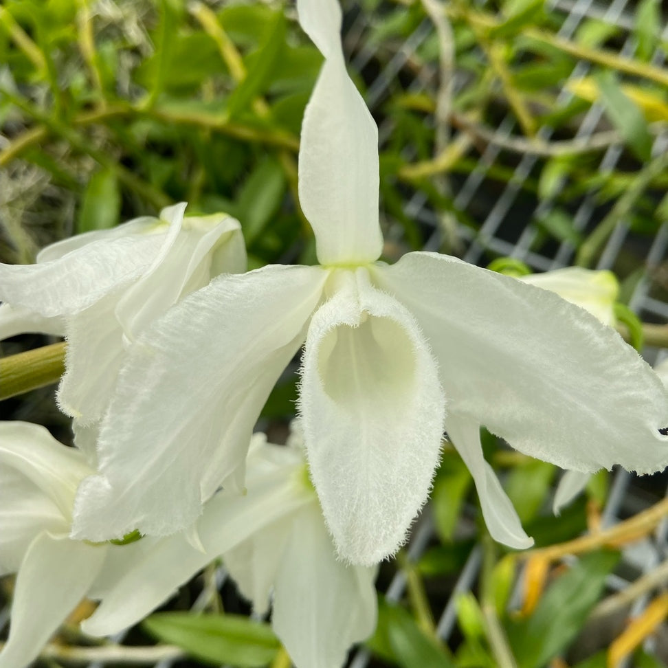 Dendrobium anosmum 'Super White' (Hono Hono) - Not Blooming