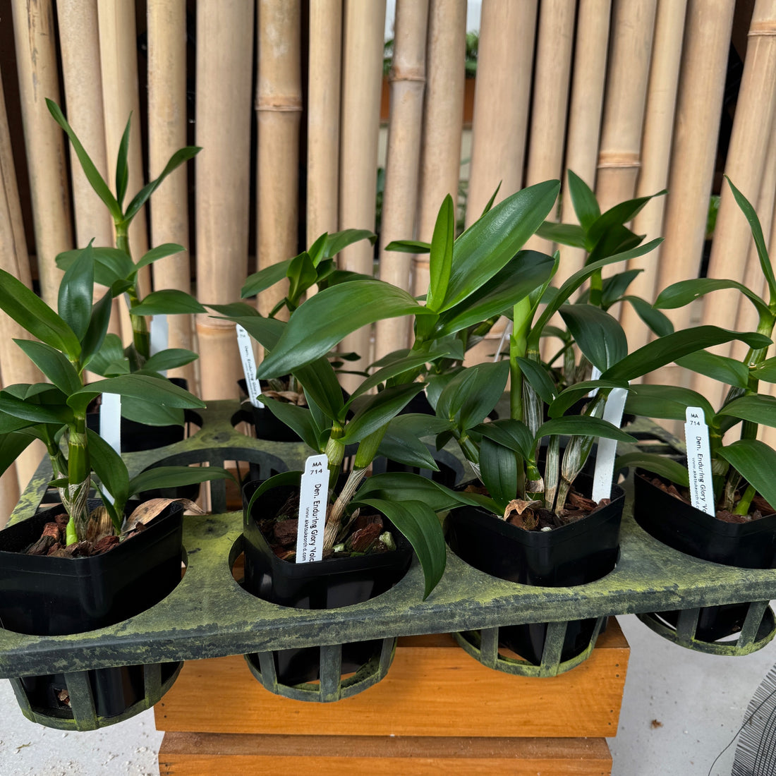 Den. Enduring Glory 'Volcano Queen' (4