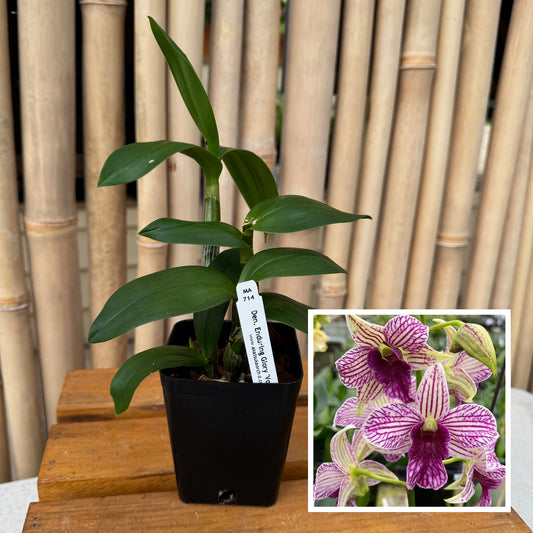 Den. Enduring Glory 'Volcano Queen' (4" Pot) - Not Blooming