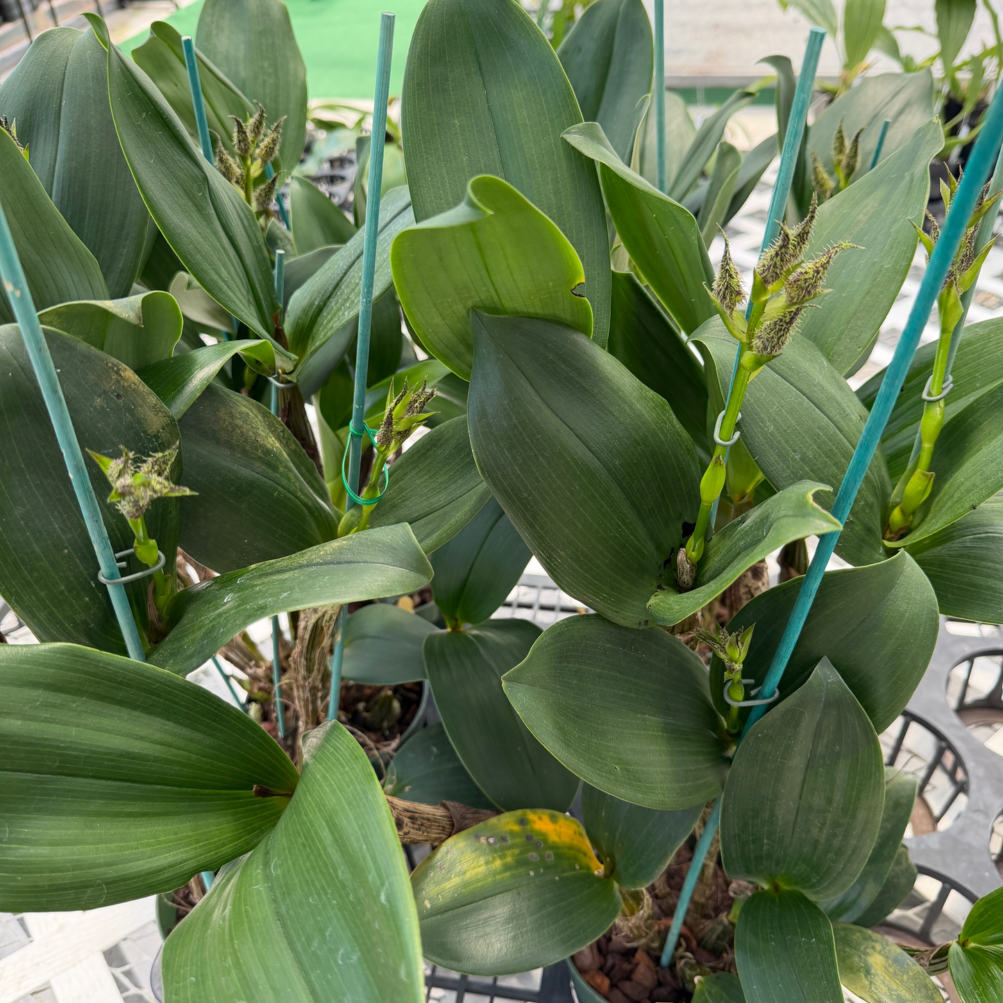 Den. finisterrae x sib (5.5" Pot) - Buds
