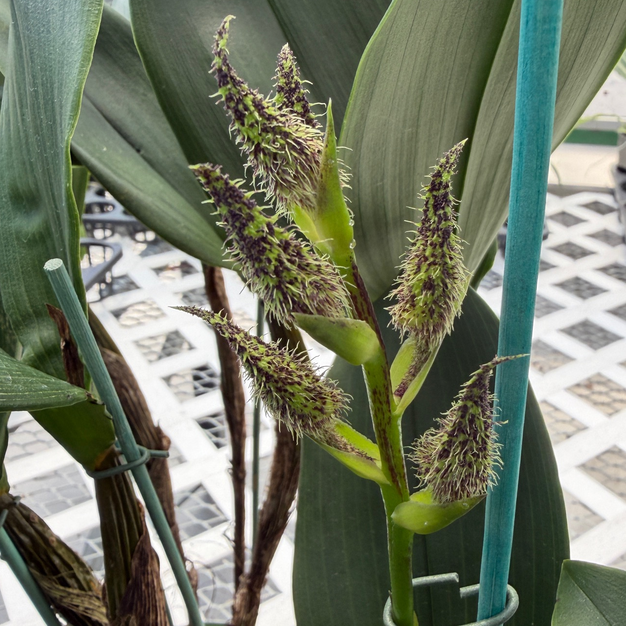 Den. finisterrae x sib (5.5" Pot) - Buds