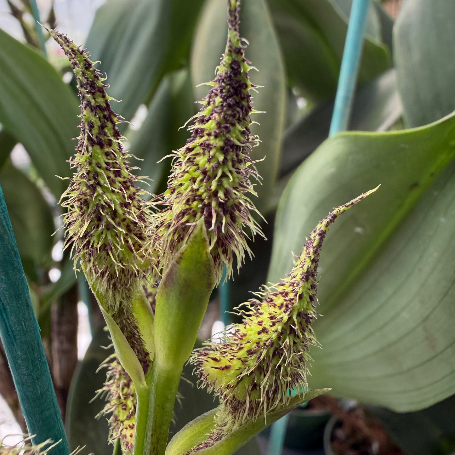 Den. finisterrae x sib (5.5" Pot) - Buds