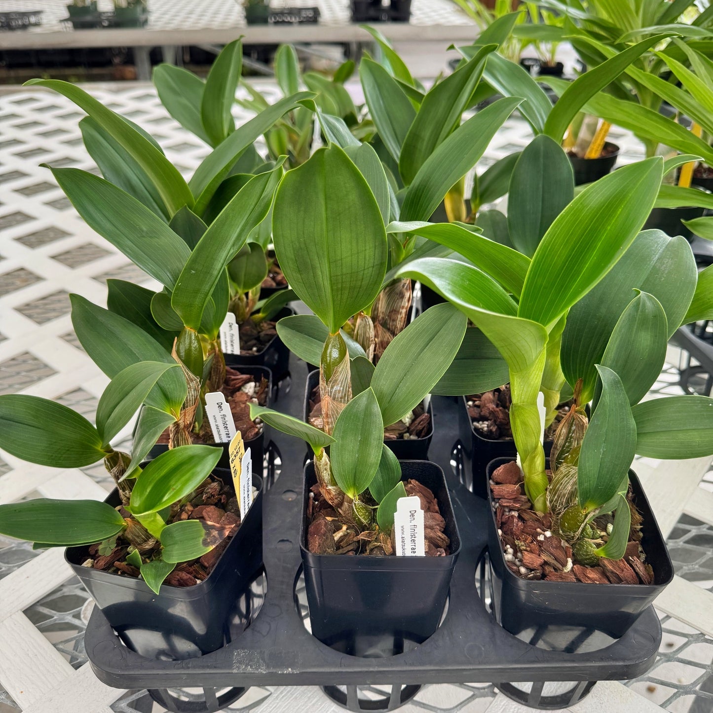 Den. finisterrae x sib (4" Pot) - Young Plant