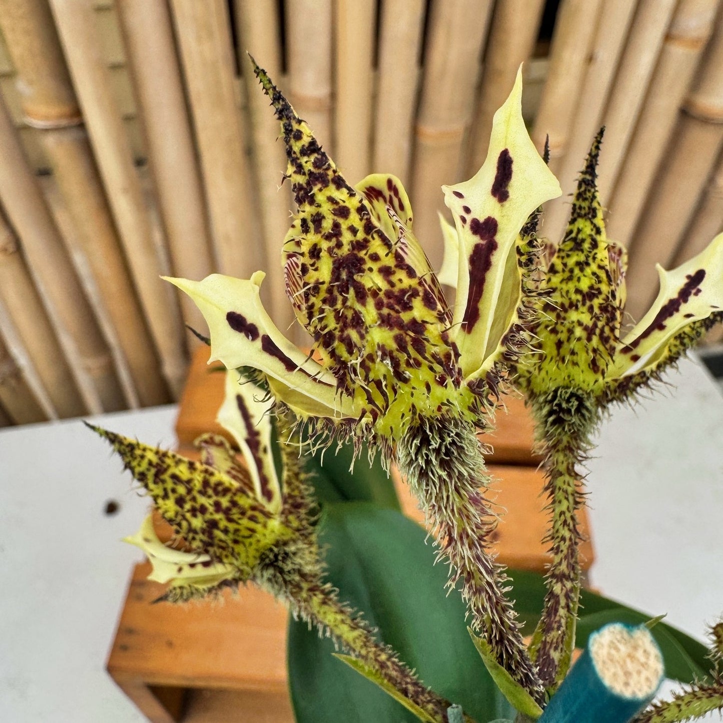 Den. finisterrae x sib (4" Pot) - Young Plant