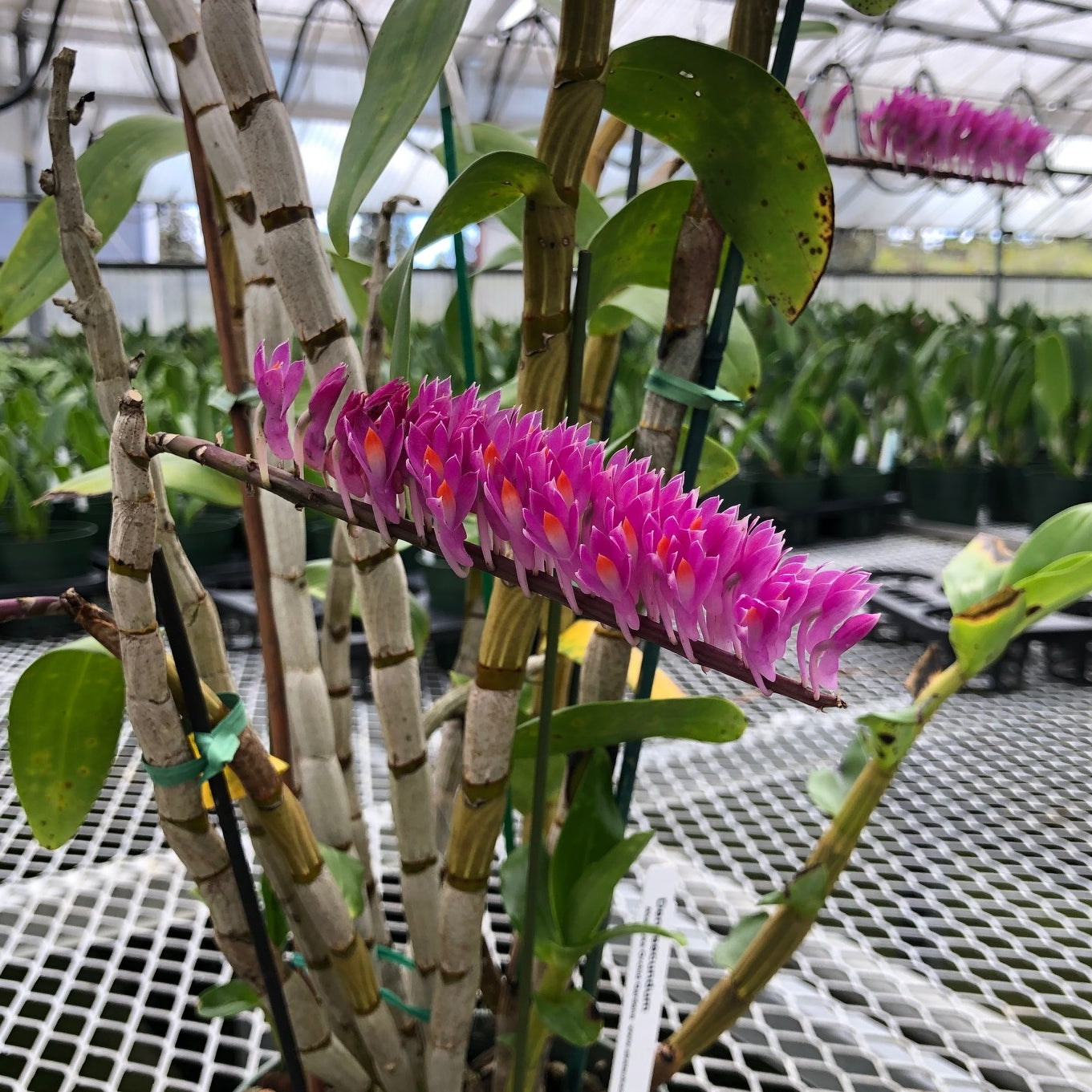 Dendrobium secundum 'Red' (4" Pot) - Buds