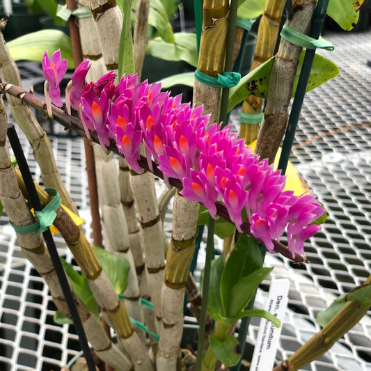 Dendrobium secundum 'Red' (4" Pot) - Buds