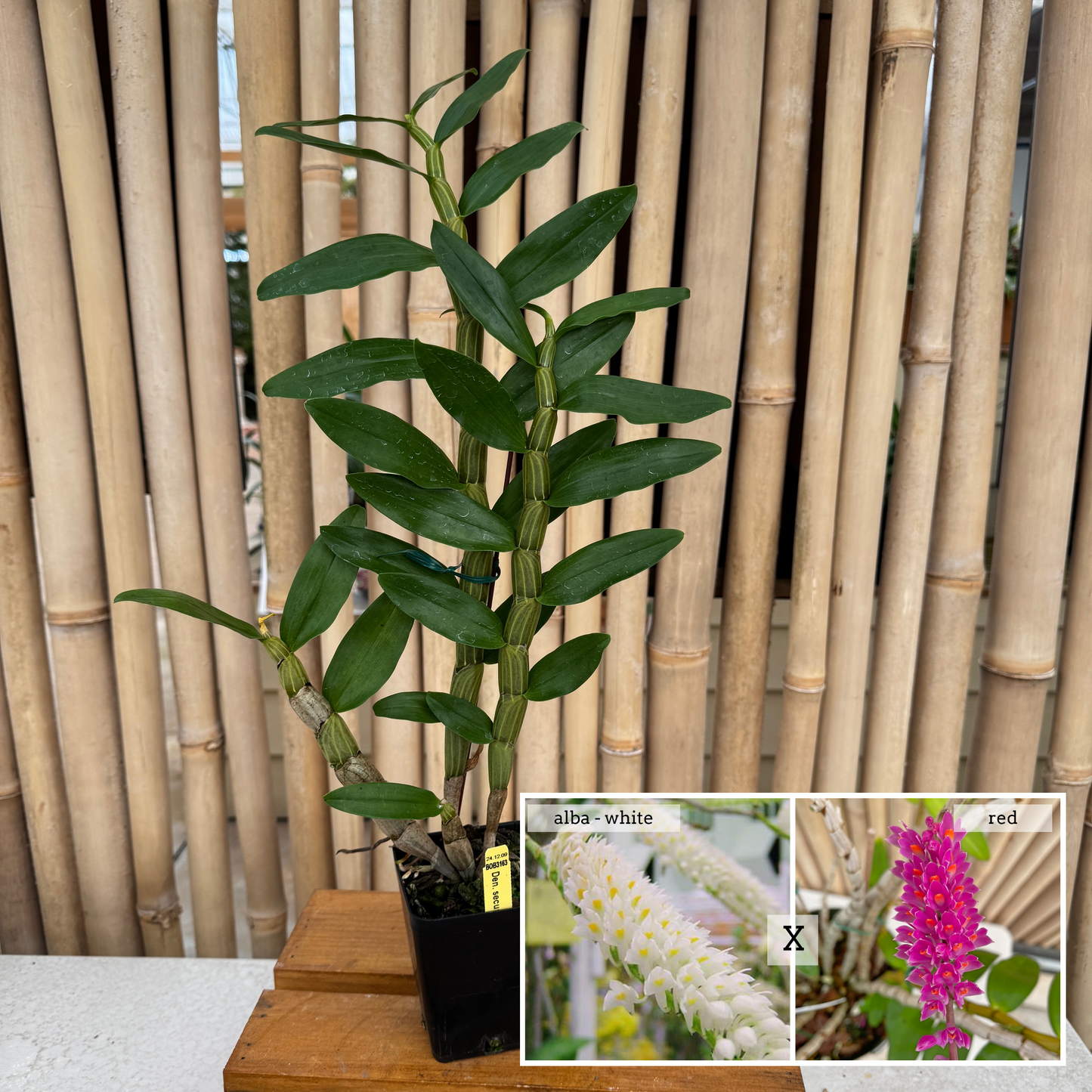 Den. secundum alba x 'Red' (4" Pot) -Not Blooming