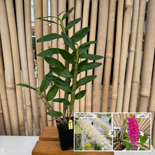 Den. secundum alba x 'Red' (4" Pot) -Not Blooming