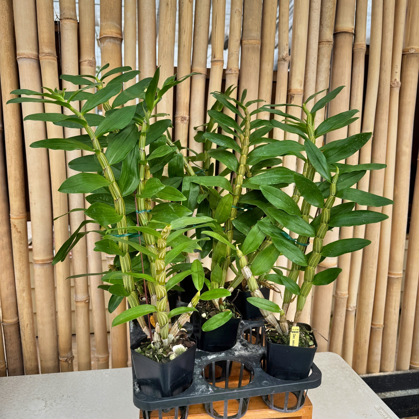 Den. secundum alba x 'Red' (4" Pot) -Not Blooming