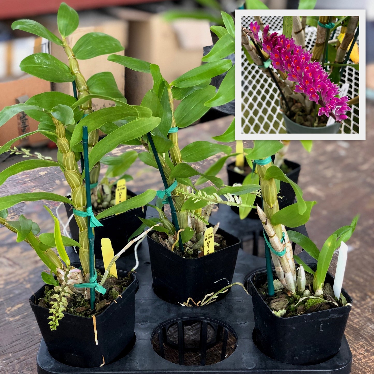 Dendrobium secundum 'Red' (4" Pot) - Buds
