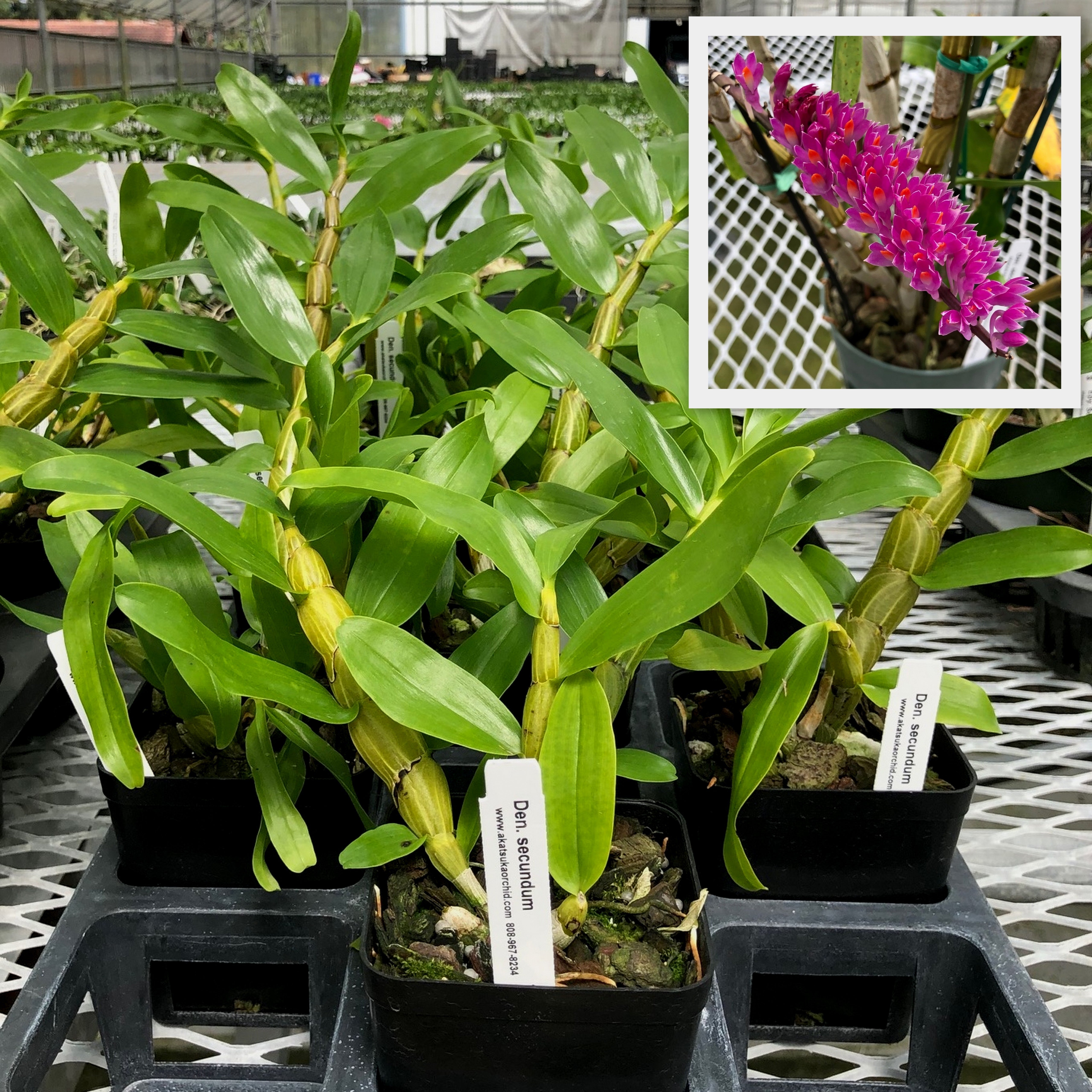 Dendrobium (NB) – Akatsuka Orchid Gardens