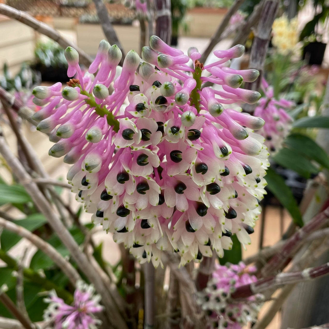 Den. smilliae 'Lea' x 'HR Giant' (5.5" Pot) - Not Blooming