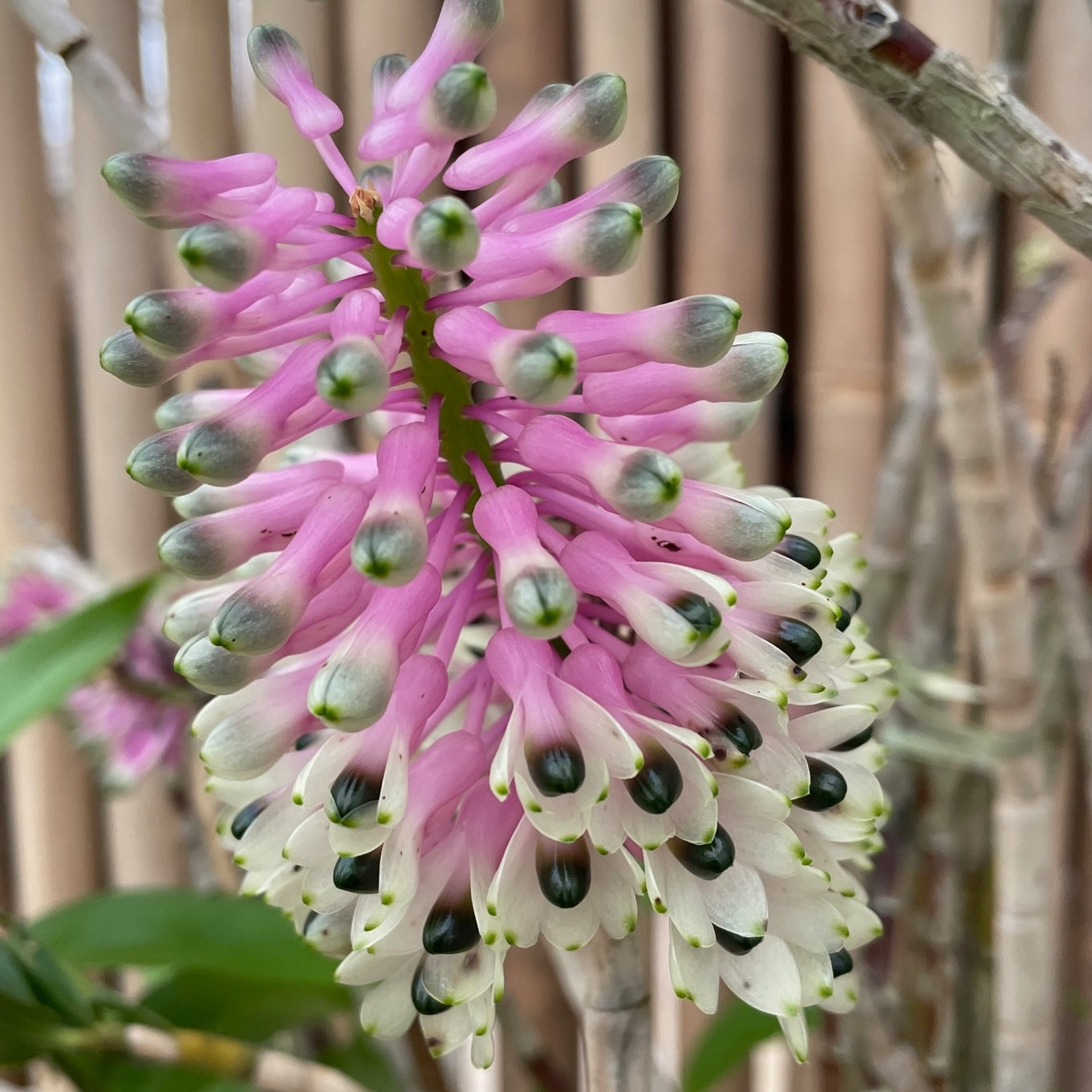 Den. smilliae 'Lea' x 'HR Giant' (5.5" Pot) - Not Blooming