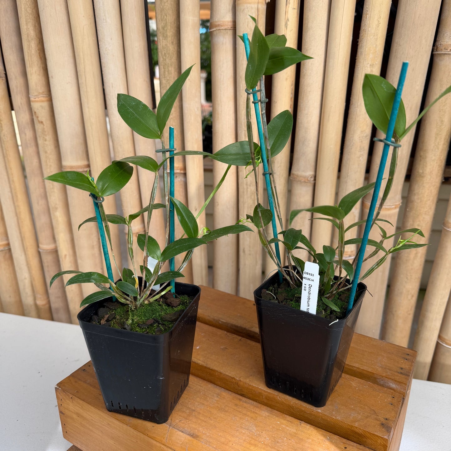 Dendrobium tetragonum album x sib (4" Pot) (Buds)