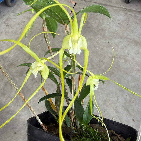 Dendrobium tetragonum album x sib (4" Pot) (Buds)