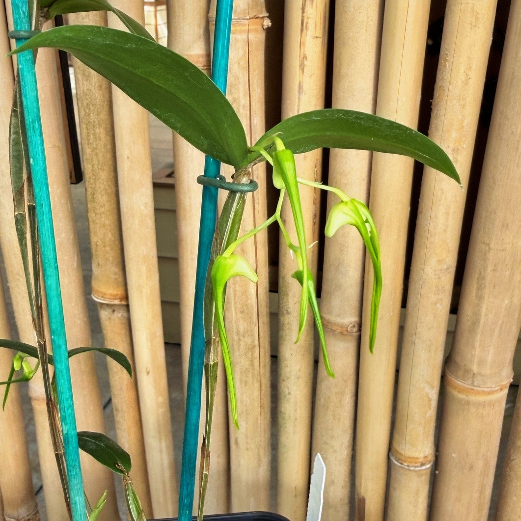 Dendrobium tetragonum album x sib (4" Pot) (Buds)