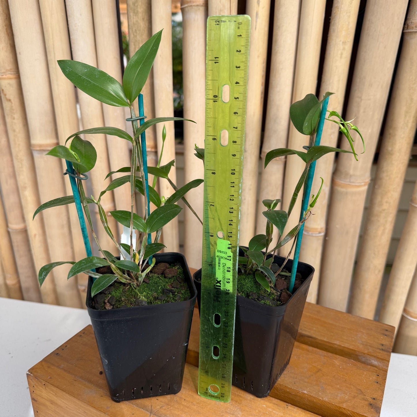 Dendrobium tetragonum album x sib (4" Pot) (Buds)