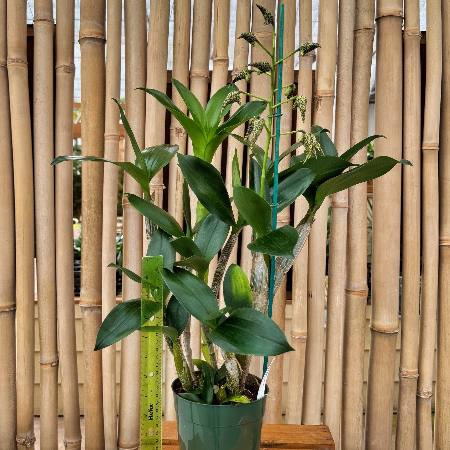 Den. alexandrae x sib (5.5