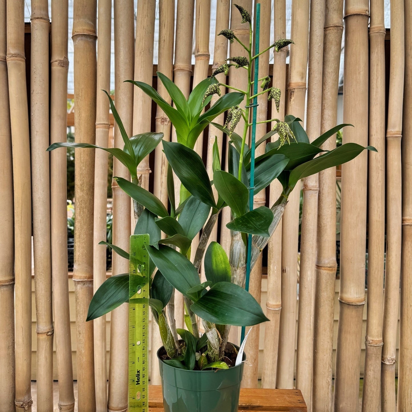 Den. alexandrae x sib (5.5" Pot) - Buds