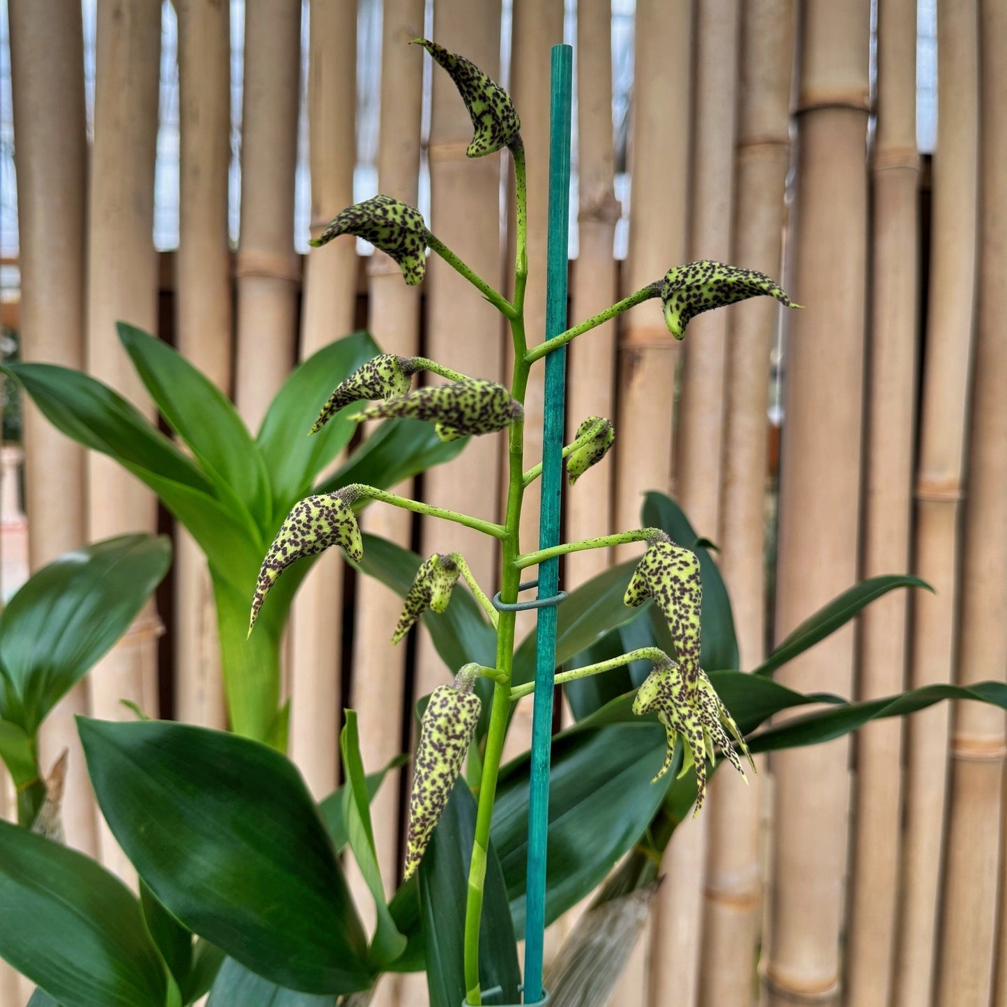 Den. alexandrae x sib (5.5" Pot) - Buds