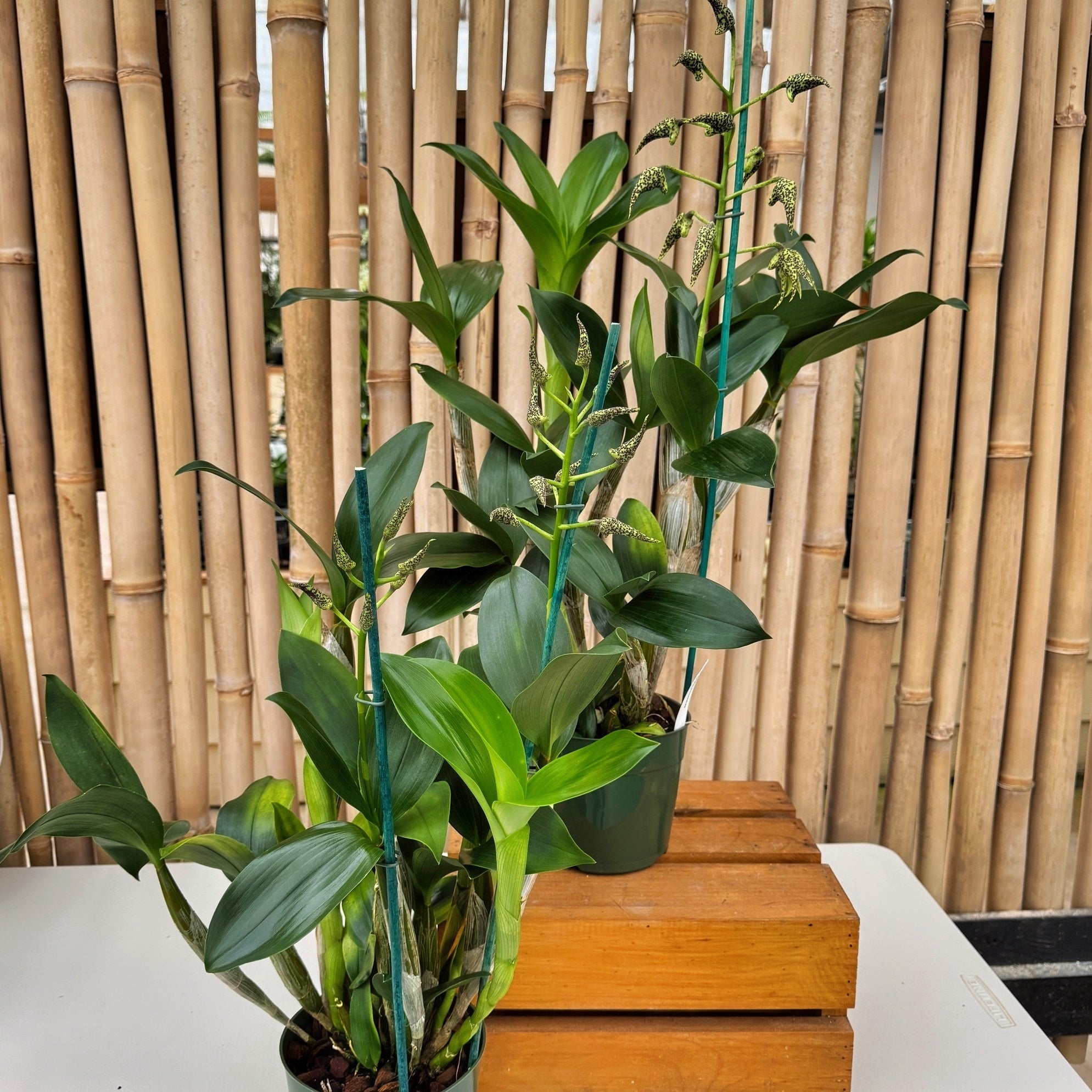 Den. alexandrae x sib (5.5