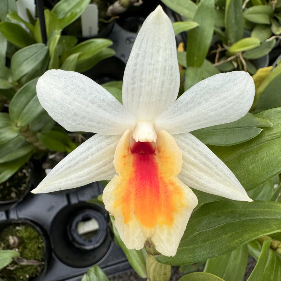 Den. Christy Dawn (4" Pot) - Buds