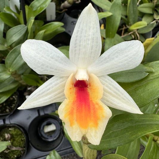 Den. Christy Dawn (4" Pot) - Buds