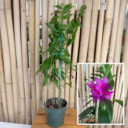 Dendrobium glomeratum x sib (5" Pot) - Not Blooming