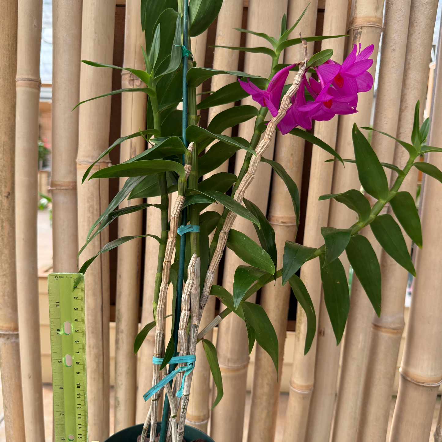 Dendrobium glomeratum x sib (5" Pot) - Buds