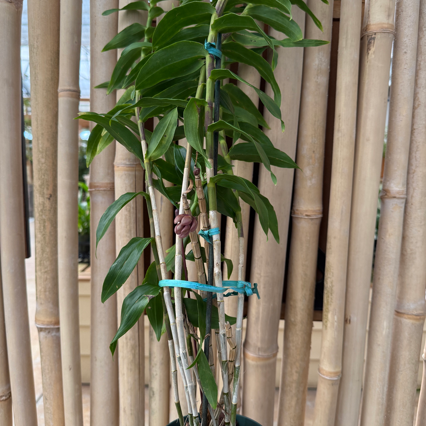 Dendrobium glomeratum x sib (5" Pot) - Not Blooming
