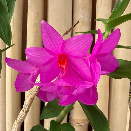 Dendrobium glomeratum x sib (5" Pot) - Buds