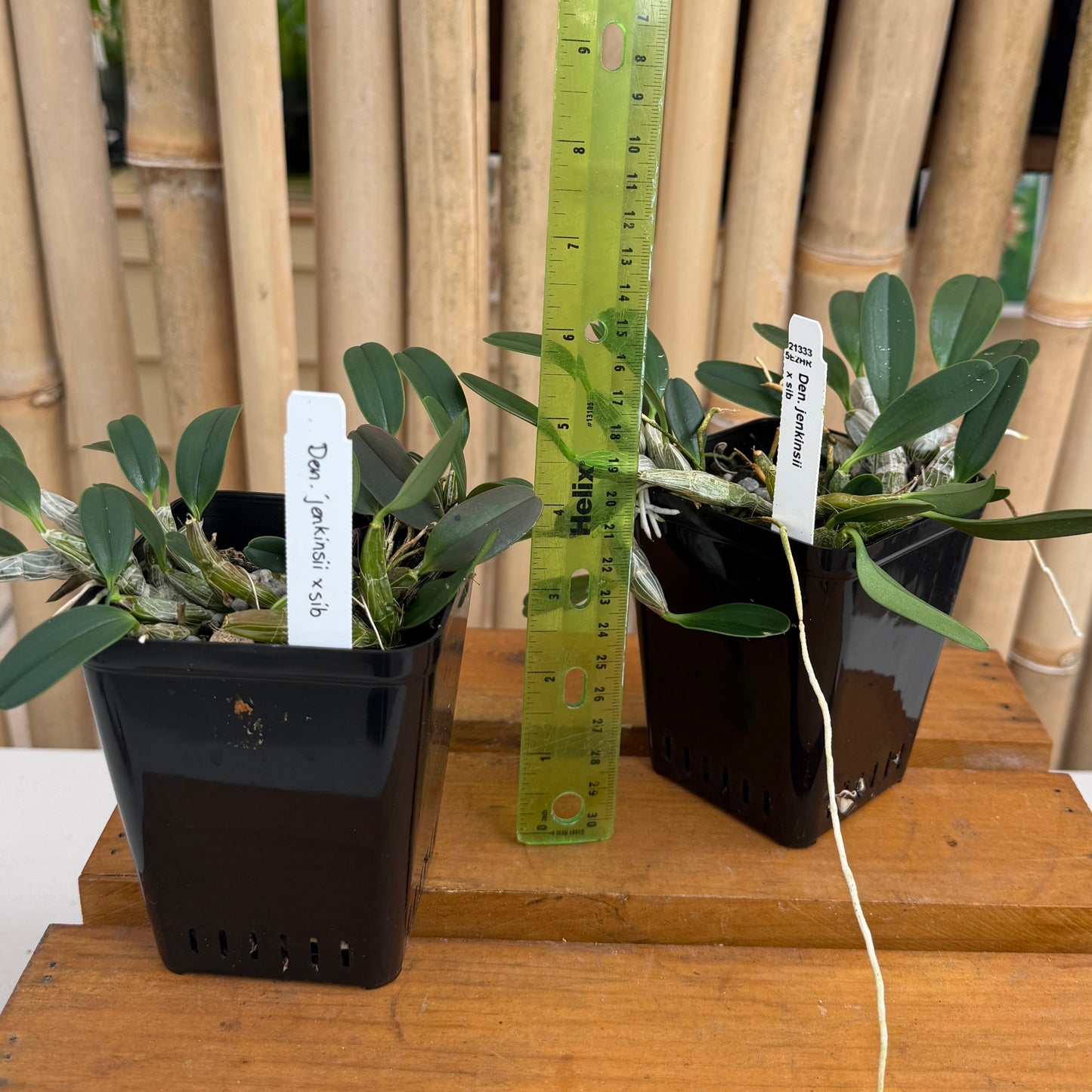 Den. jenkinsii x sib (4" Pot) - Not Blooming
