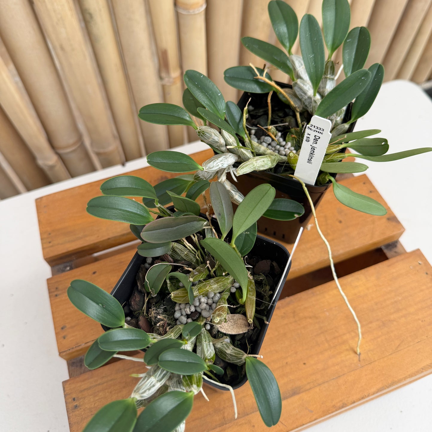 Den. jenkinsii x sib (4" Pot) - Not Blooming