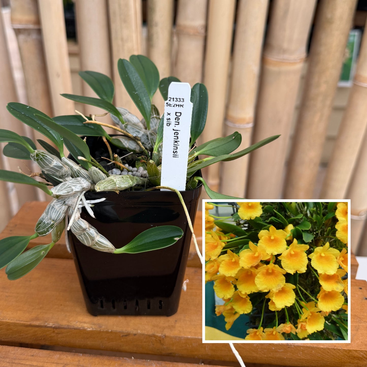 Den. jenkinsii x sib (4" Pot) - Not Blooming