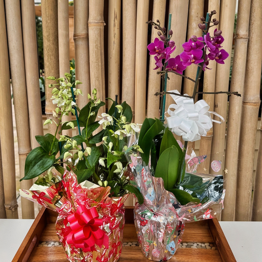 Cozy Christmas Special