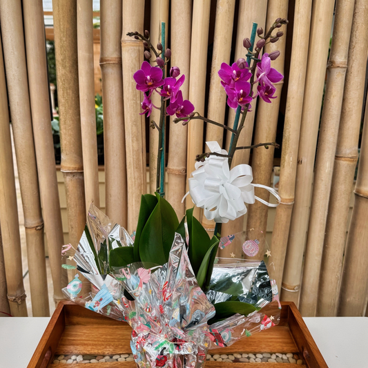 Cozy Christmas Special