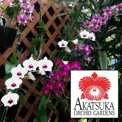 Any 4" Pot Den-Phal Orchid - GROWER'S CHOICE