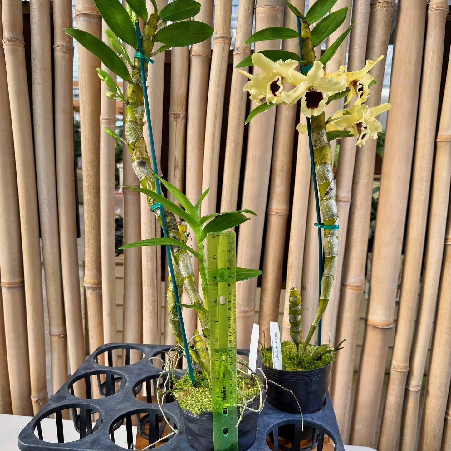 Den. Tianmu Huangdi (4" Pot)