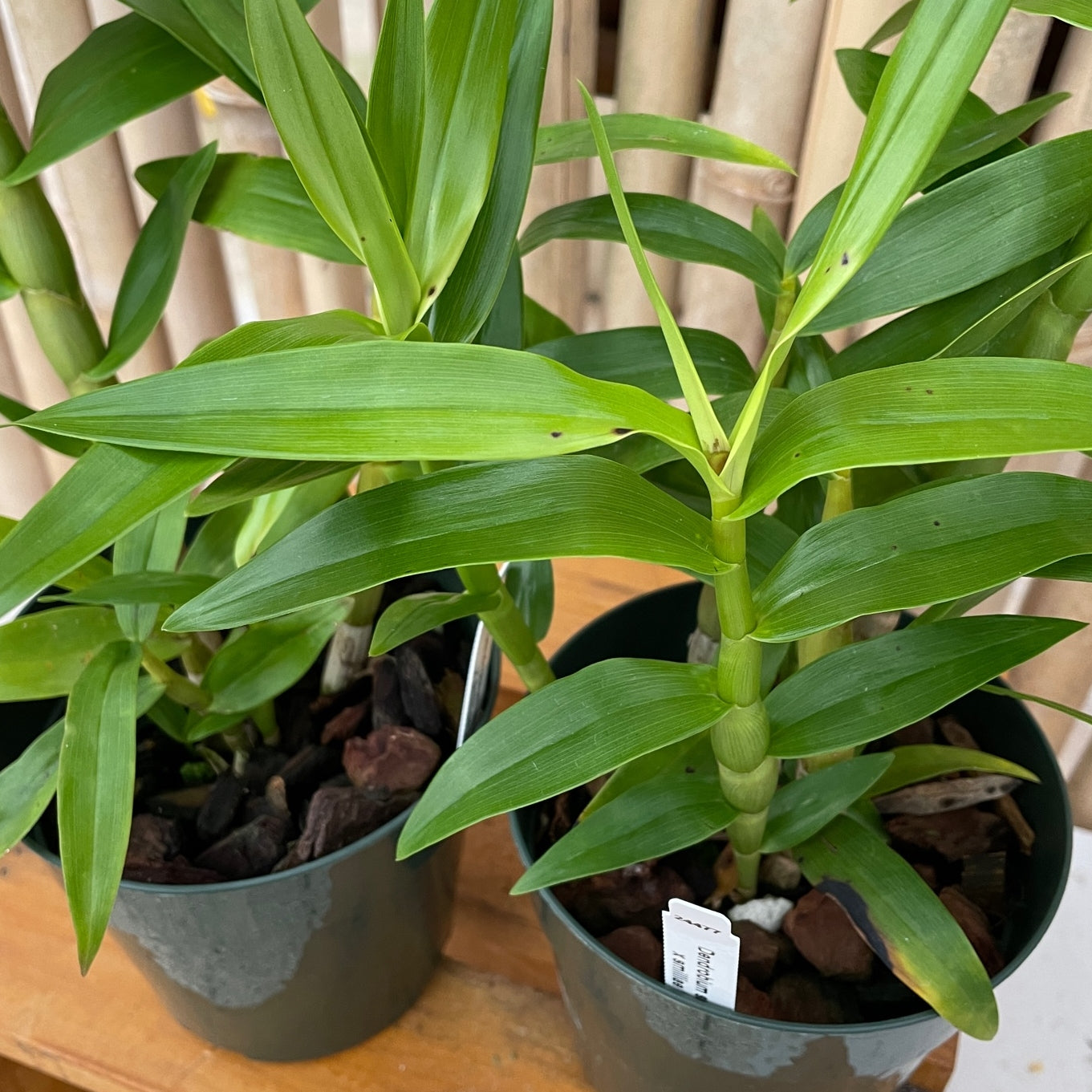 Den. smilliae 'Lea' x 'HR Giant' (5.5" Pot) - Not Blooming