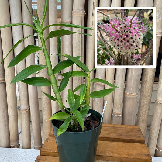 Den. smilliae 'Lea' x 'HR Giant' (5.5" Pot) - Not Blooming