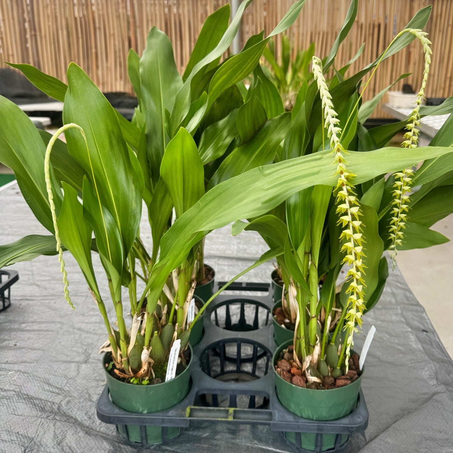 Dendrochilum magnum 'HOF Select' (Division - 5.5" Pot) - Not Blooming