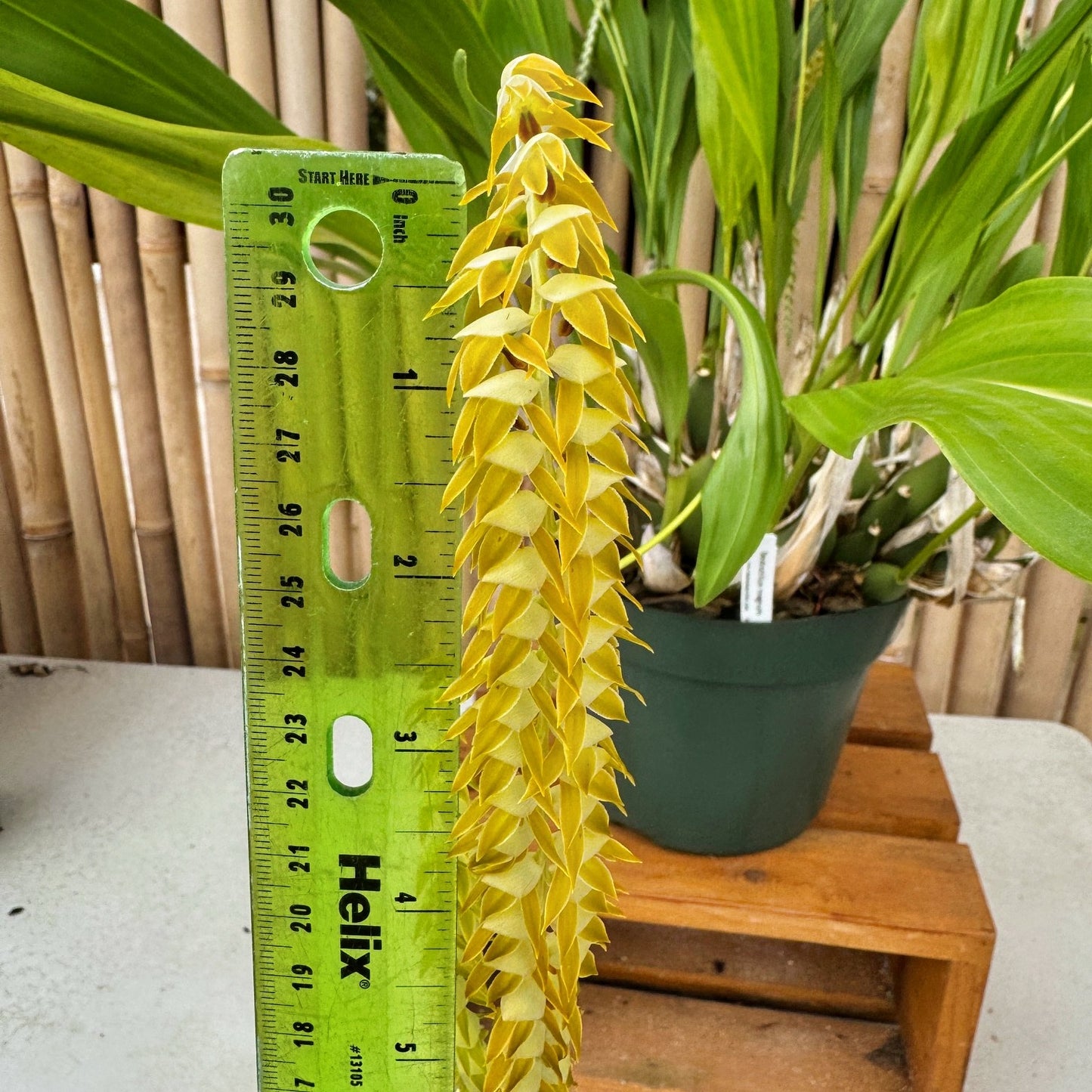 Dendrochilum magnum 'HOF Select' (Division - 5.5" Pot) - Not Blooming