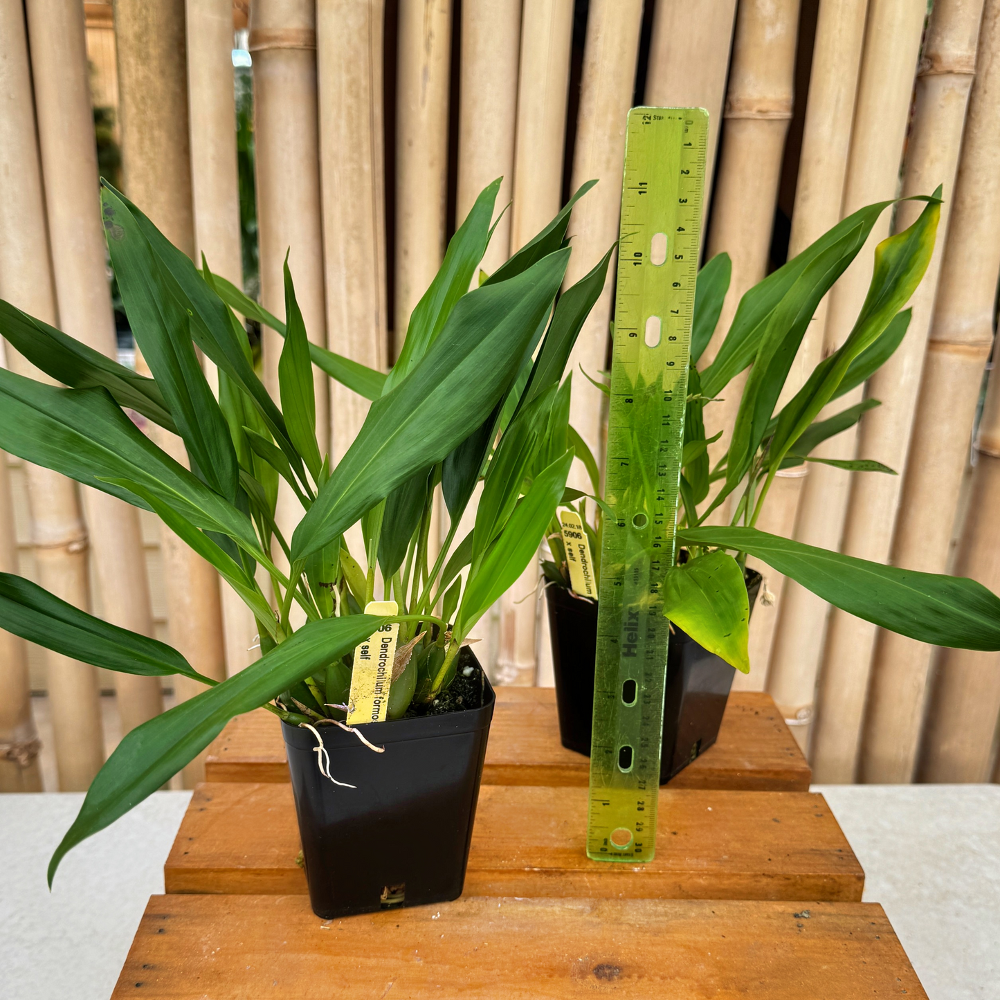 Dendrochilum formosa x self (4" Pot)-Not Blooming